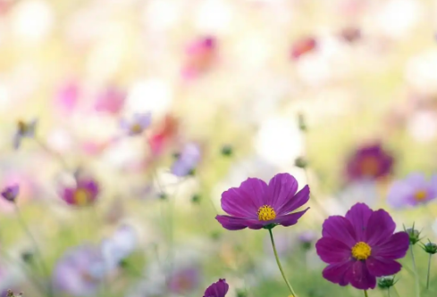 1732642544757918.png image.png