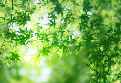 1732642709379153.png image.png