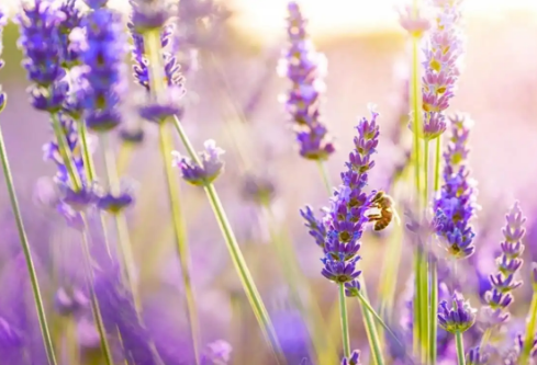 1732643699200355.png image.png