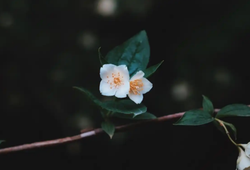 1732644359115845.png image.png