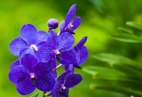 1732645515472445.png image.png